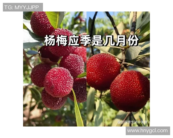 足球明星杨梅的传奇故事与成就揭秘 足球明星杨梅的传奇故事与成就揭秘